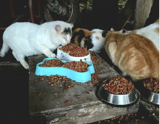 Vecinos de Chanco lideran catastro para perros y gatos abandonados