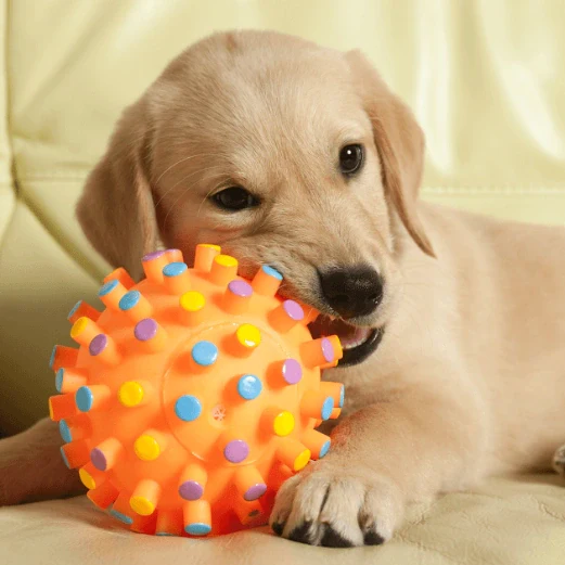 Científicos descubren una habilidad en los perros que se consideraba únicamente humana