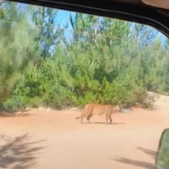 Alerta en Maule por presencia de puma cerca de la mina El Chivato