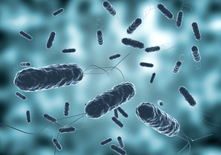 Académicas del Maule lideran estudios sobre Helicobacter pylori y salud renal