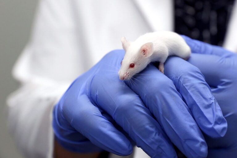 Avance histórico: científicos logran eliminar cáncer de páncreas en ratones
