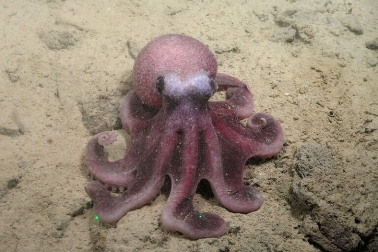 Científicos de la UNAB descubren nueva especie de pulpo en Chile