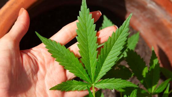 Hoy es el famoso 420: día mundial de la marihuana