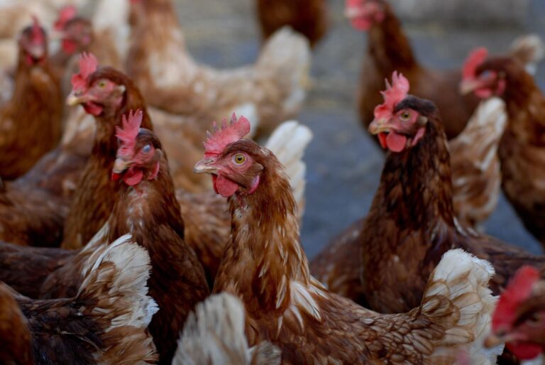 Refuerza bioseguridad avícola ante influenza aviar en la Región del Maule