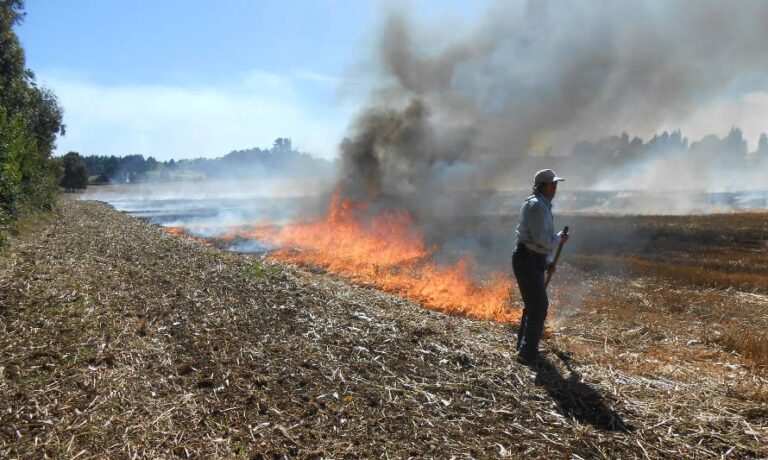 CONAF prohíbe quemas agrícolas o forestales en el Maule y en otras cinco regiones