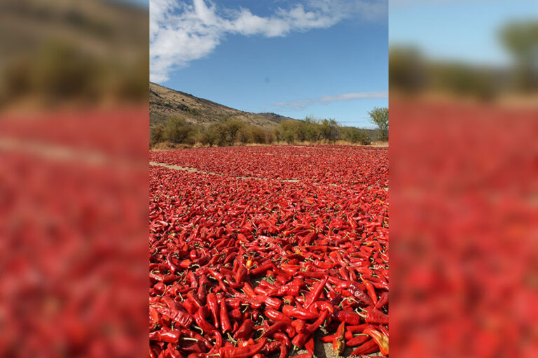 El aporte del patrimonio agroalimentario al desarrollo local: el caso del ají ahumado en zarandas de Palmilla