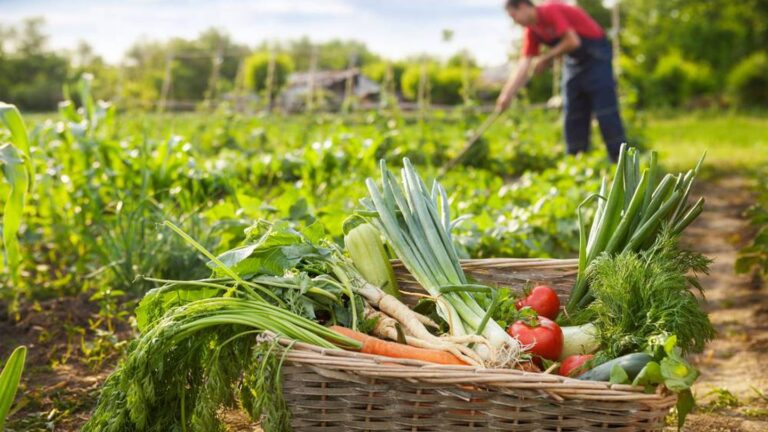 Programa Siembra Por Chile: Autoridades invitan a agricultores y propietarios forestales a aprovechar medidas de reactivación económica