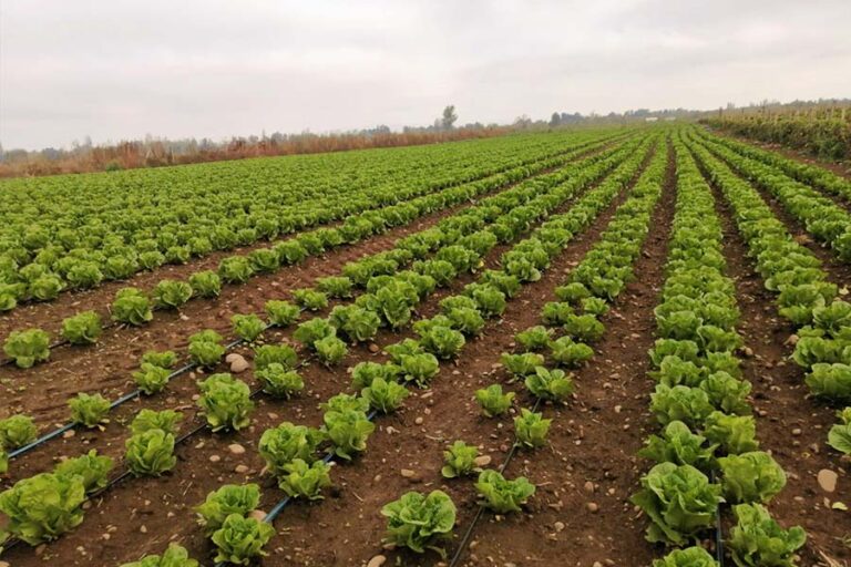 ¿Cómo estamos abordando las principales necesidades del Maule agrícola?