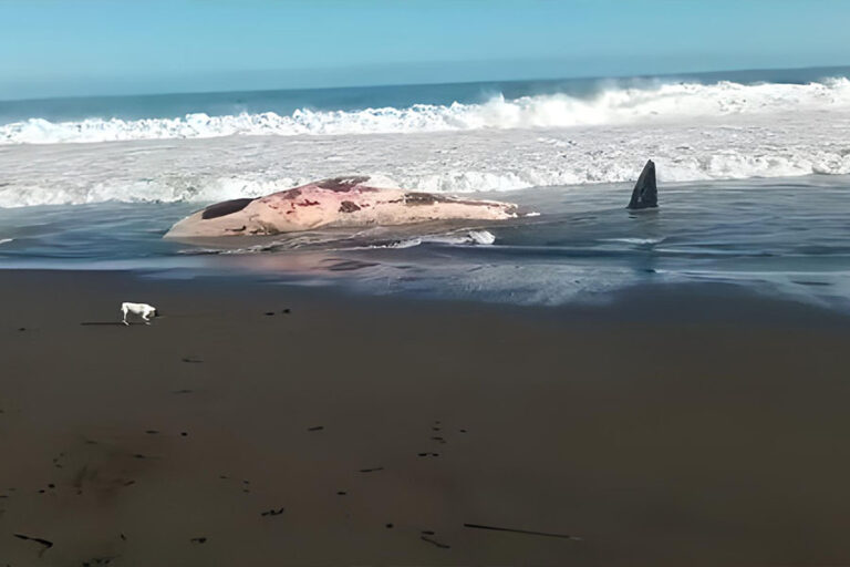 Ballena muerta apareció varada esta mañana en las costas de Pellines