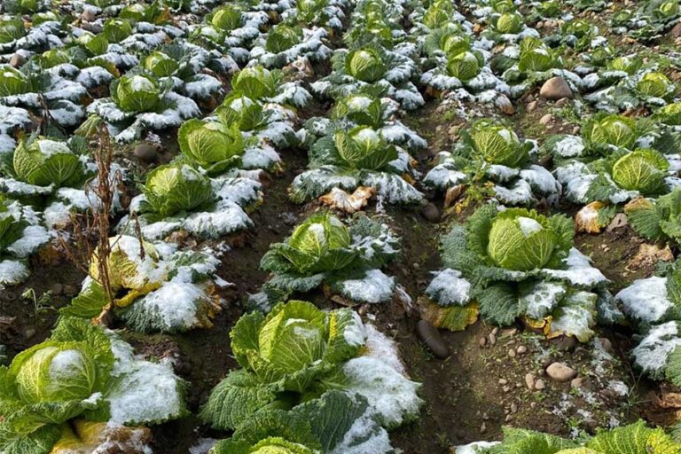 Autoridades se manifestaron ante las heladas que afectaron los cultivos agrícolas del Maule