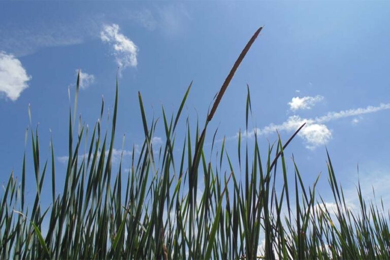 De la UCM para el sur de Chile: proyecto piloto tratará descargas de agua