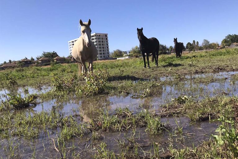 Curicó avanza en la conservación de humedales