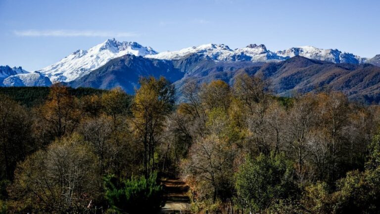 Defensoría de la Naturaleza en el Maule: Bosque Los Laureles y Cuenca del Maule en peligro