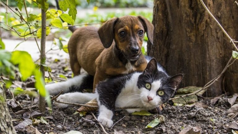 Este domingo Mall Curicó te invita a adoptar un amigo peludo