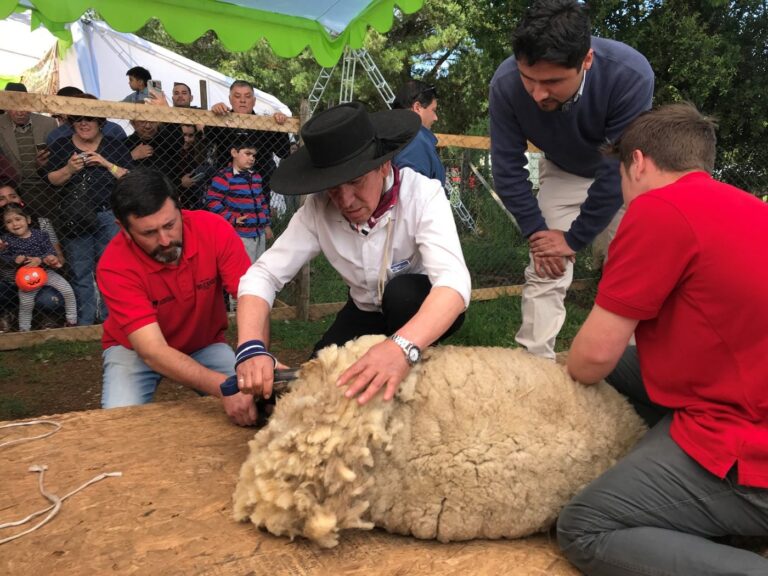 La Fiesta de la Esquila de Quinamávida promete encantar a la comunidad en su versión 2022