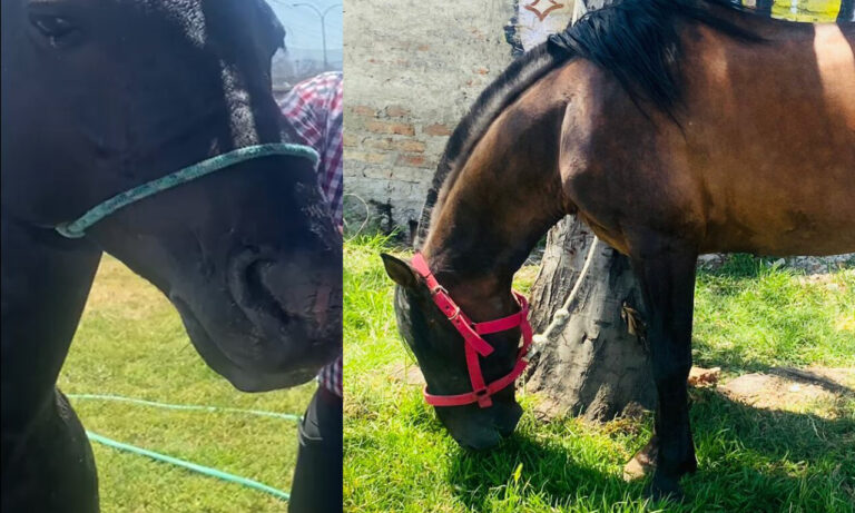 Caballos robados en Curicó fueron encontrados por la PDI en la Región Metropolitana