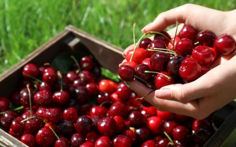 Preocupación en la industria frutícola por barco varado que retrasó 52 días el envío de cerezas a China