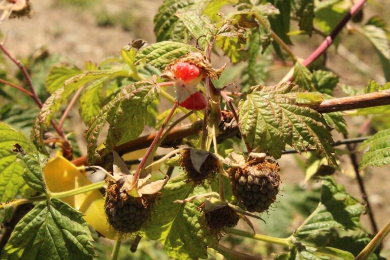 Tras granizos y frente de mal tiempo: Llaman a agricultores del Maule a entregar información para levantar un catastro