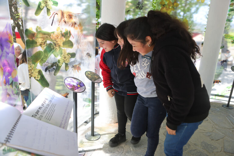 Vichuquén: inauguran novedosa exposición sobre las abejas silvestres del Maule