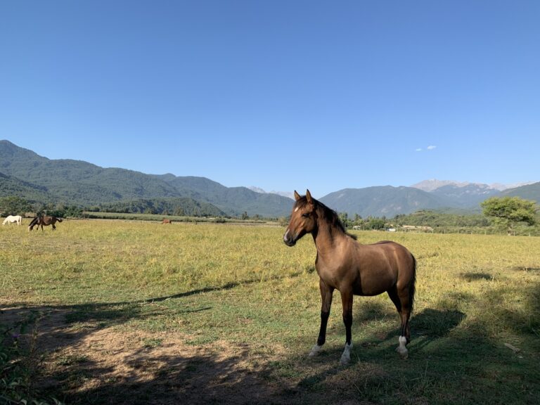 Linares: PDI investigó robo de caballos y aperos