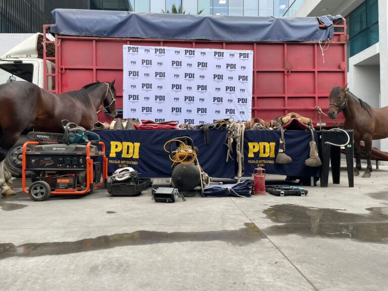 PDI recuperó en la Región Metropolitana tres caballos sustraídos en Linares