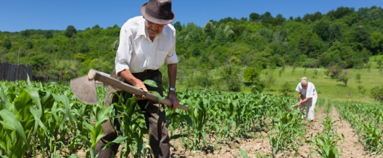 Ministerio de Agricultura acusa graves falencias en el Censo Agrícola con especiales fallas en el Maule