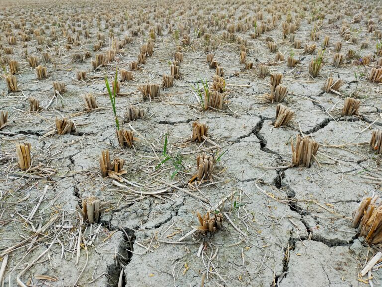 Olas de calor afectarían producción agrícola chilena