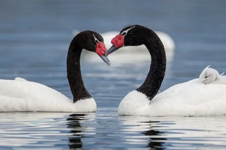 Récord de cisnes de cuello negro en la Laguna Torca