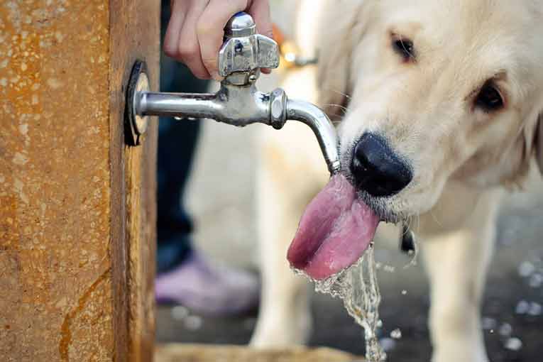 ¿Cómo enfrentar la ola de calor que llega este fin de semana?