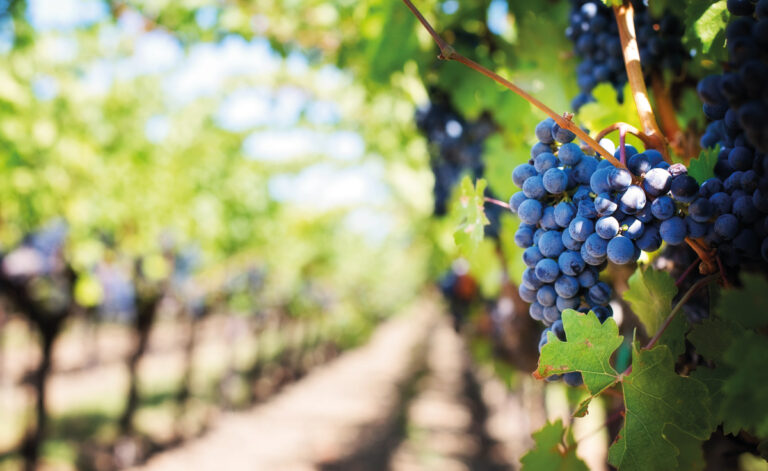 Industria vitivinícola en el Maule: desafíos y oportunidades