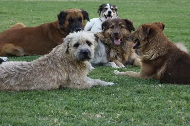 Campaña de desparasitación canina en Romeral