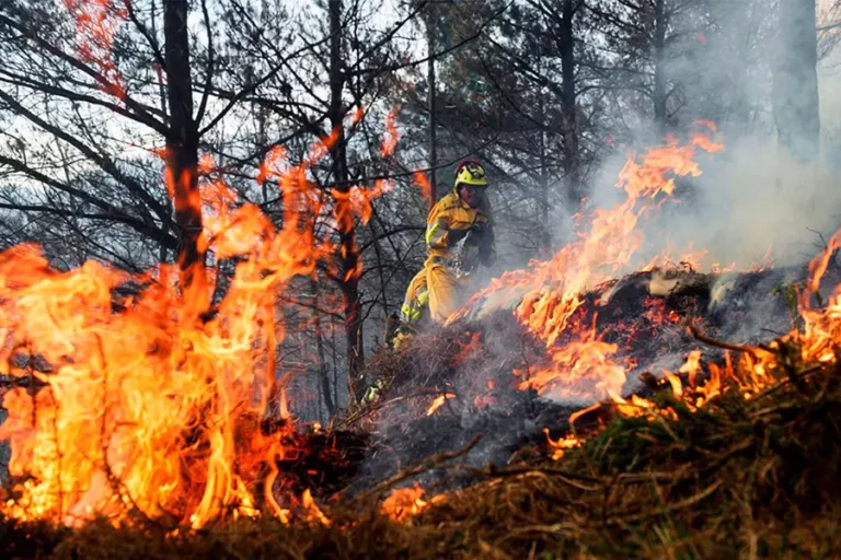 Grave incendio forestal afecta a la Región del Bío Bío