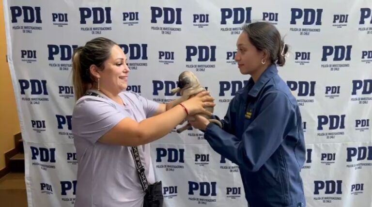 Linares: PDI recuperó a cachorro pug que había sido robado desde su hogar