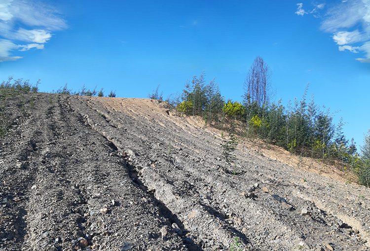 ¿Cómo recuperar los suelos post incendios forestales?