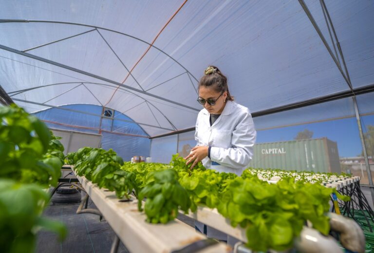 Conozca la innovadora agricultura vertical hortícola