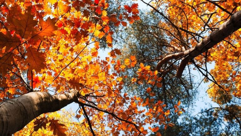 Inicia el otoño en Chile