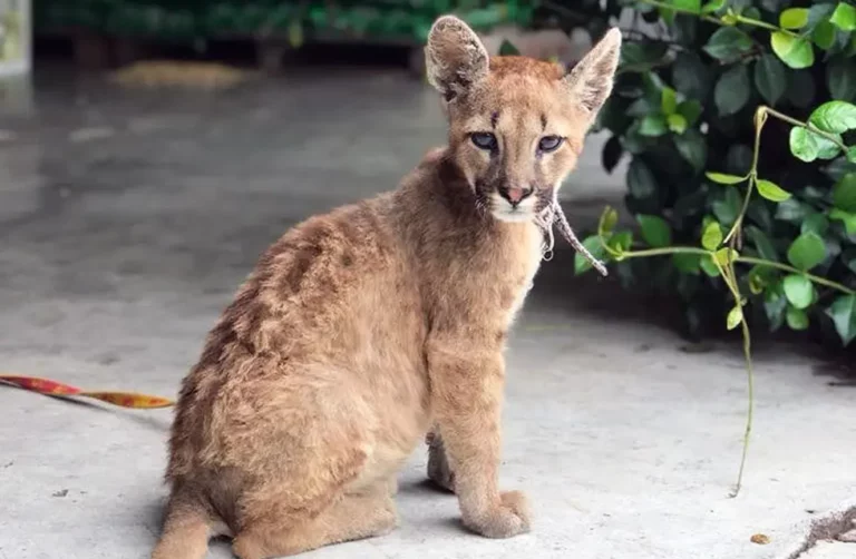 La historia se sigue repitiendo: puma es avistado atacando animales en Romeral