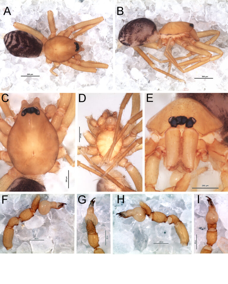 Linares: Descubren nueva especie de araña en el Cajón del Río Achibueno