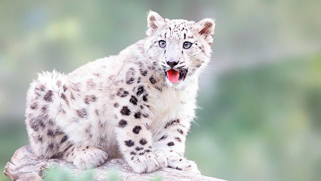 Leopardo de las nieves: su preservación en el Monte Everest ya cuenta con un centenar de ejemplares