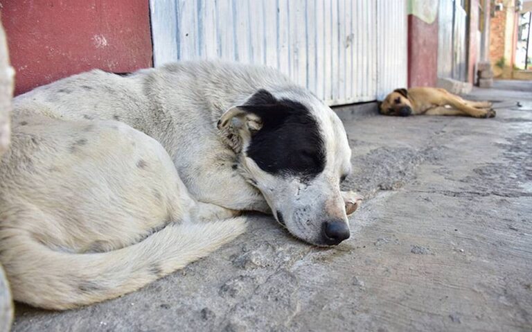 Curicó: Hombre es captado arrancándole los órganos a un perro en una plaza pública