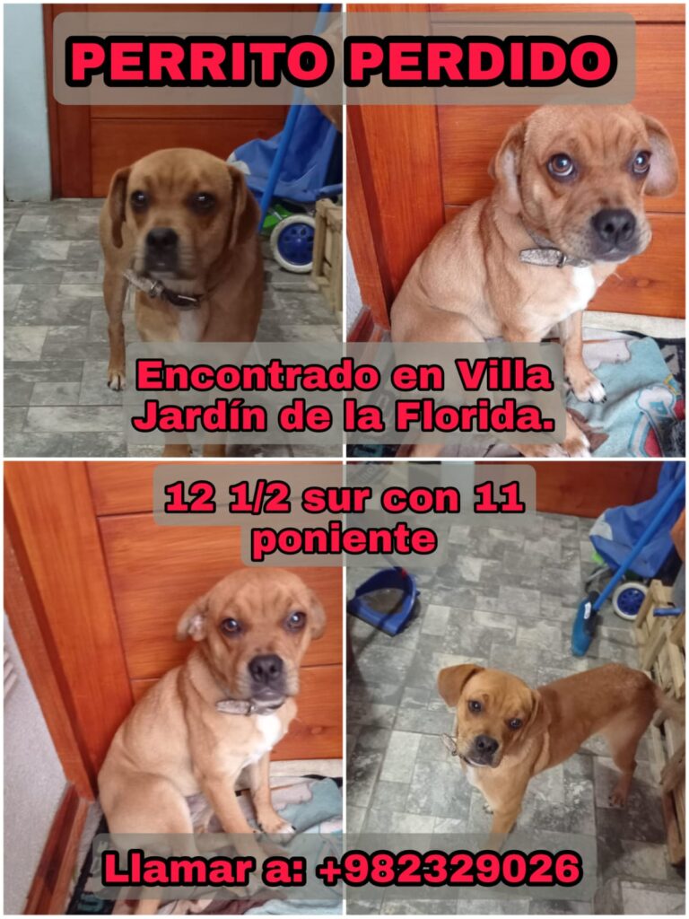 Talca: Perrito es encontrado en Villa Jardín