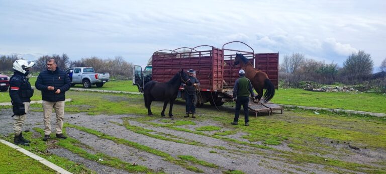 Curicó: Dos caballos que deambulaban por la vía pública fueron retirados por personal municipal y Carabineros