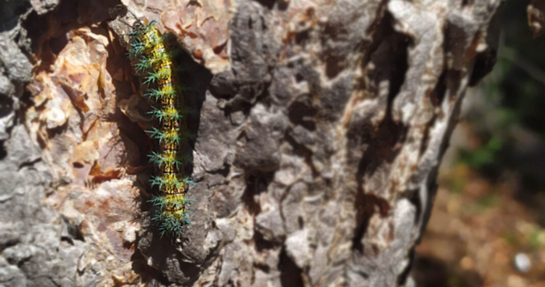 Descubren en el Maule un insecto que tiene en alerta a los expertos