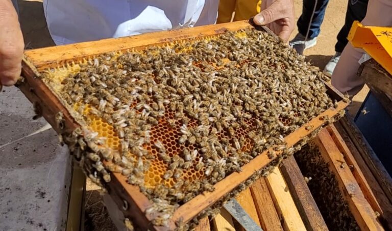 Talca: buscan potenciar apicultura local con taller de validación