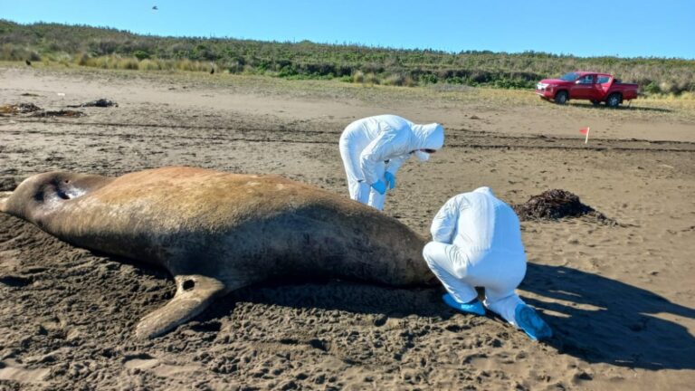 Sernapesca se prepara para el segundo semestre del 2023 con nuevas medidas ante la influenza aviar