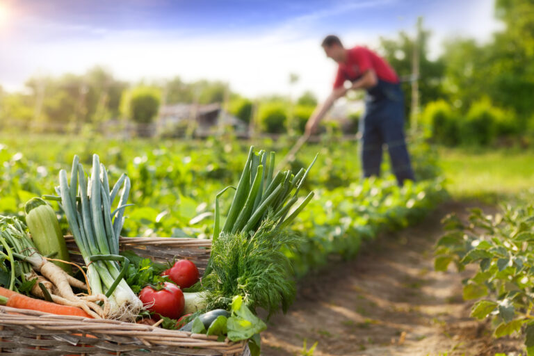 Consecuencias del mal tiempo: precios al alza y retraso en temporada de frutas y verduras