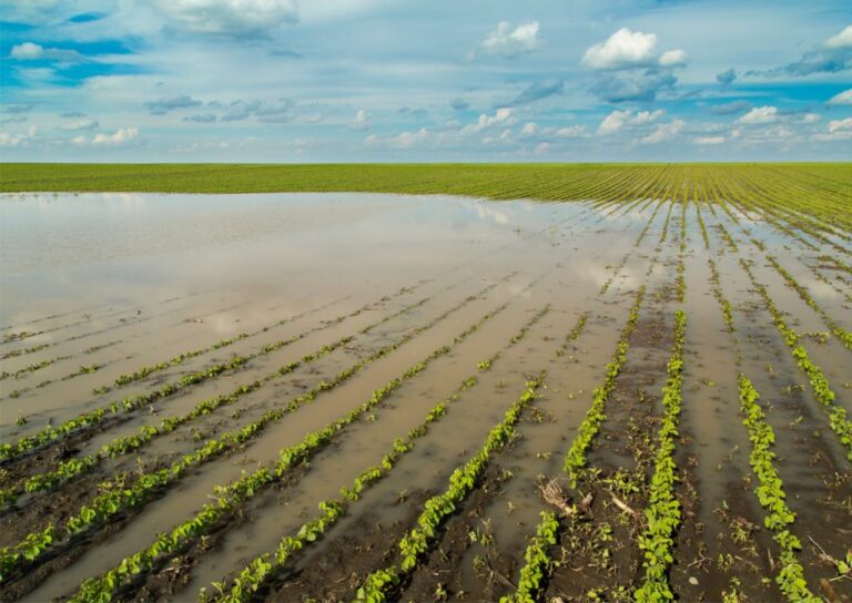 Diputados solicitan creación de Fogape Agrícola de Emergencia tras temporal