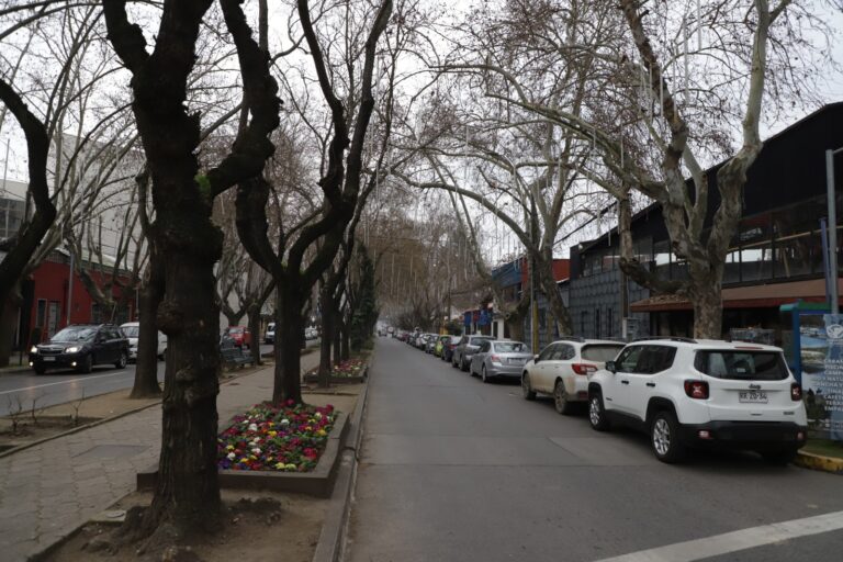Por poda de árboles: cerrarán calle Diagonal en Talca