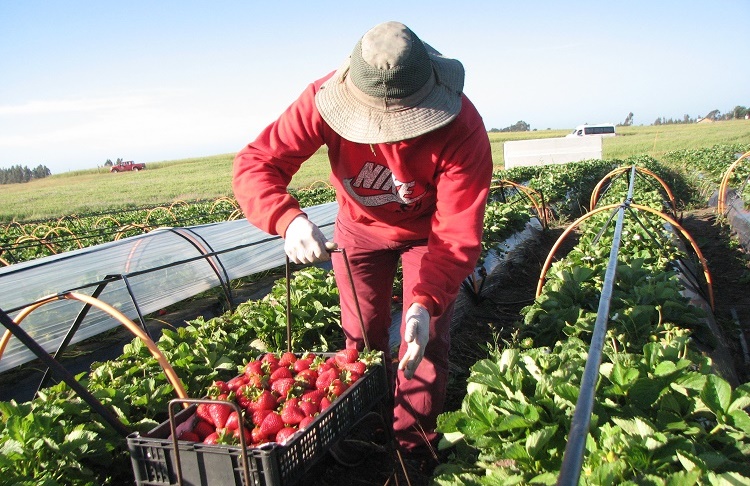 Se aprueban más de $1800 millones para agricultores del Maule