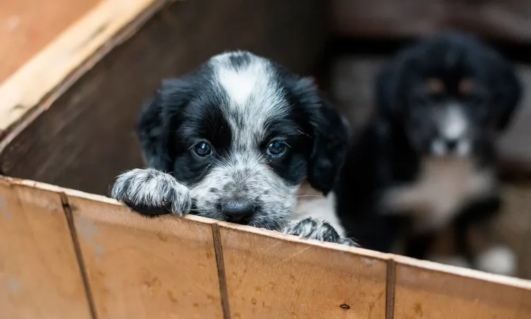 Curicó: Nueva jornada de adopción se realizará este 23 de septiembre